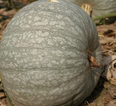 Pumpkin Blue